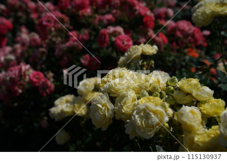 満開の黄薔薇 恋きらら 115130937