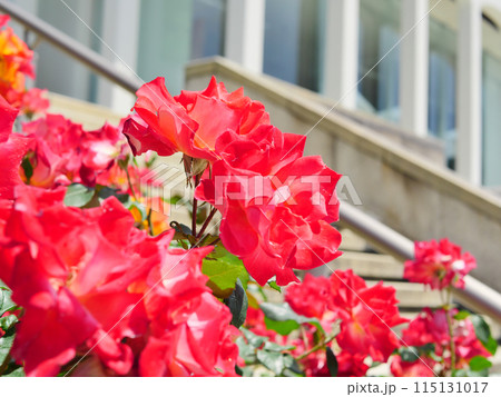 噴水広場のバラ園にて（須磨離宮公園） 115131017