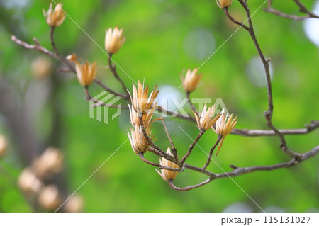 百合の木（ユリノキ）の花と実 115131027