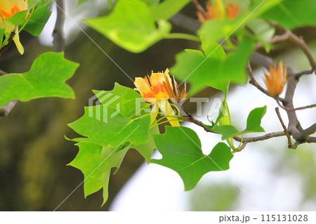 百合の木（ユリノキ）の花と実 115131028