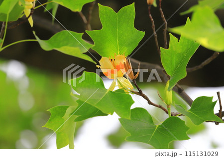 百合の木(ユリノキ)の花と実 百合の木(ユリノキ)の花と実 115131029