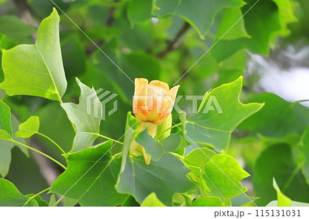 百合の木（ユリノキ）の花と実 115131031