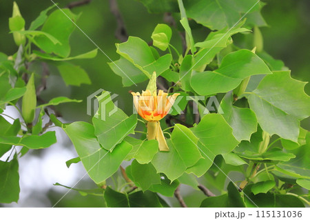 百合の木(ユリノキ)の花と実 百合の木(ユリノキ)の花と実 115131036