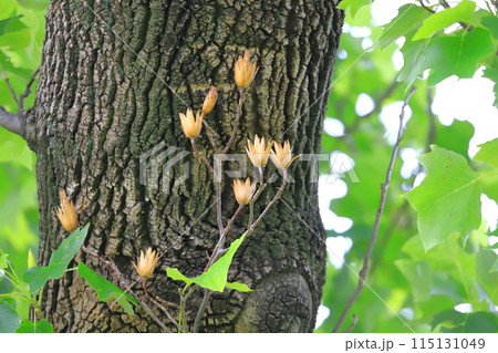 百合の木（ユリノキ）の果実 115131049