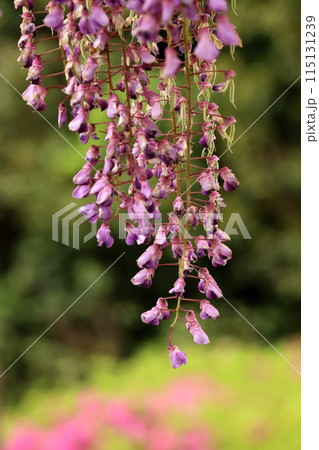 藤の花一房 115131239