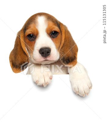 Surprise from a Beagle 115131305