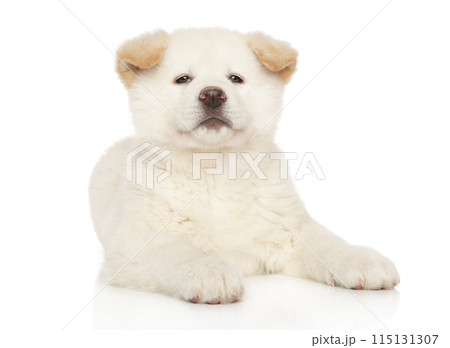 Akita Inu puppy looking at camera 115131307
