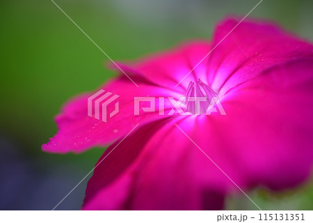 スイセンノウ 115131351