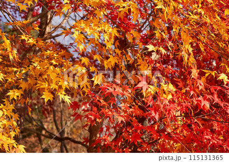 山梨県　河口湖の紅葉 115131365