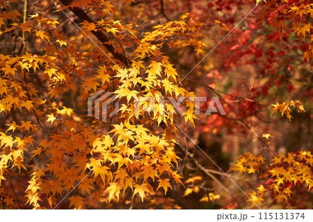 山梨県 河口湖の紅葉 山梨県 河口湖の紅葉 115131374