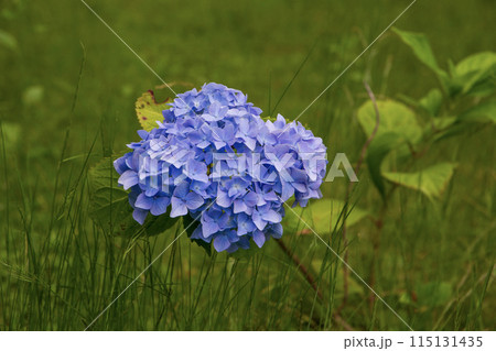 青い紫陽花 115131435