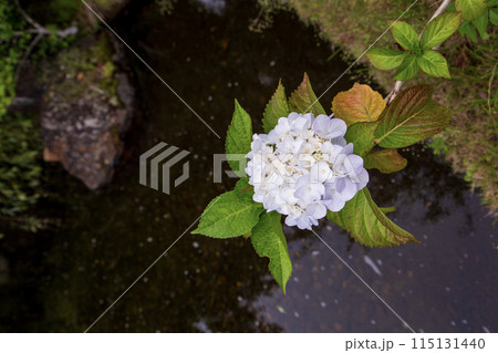 水に浮かぶ紫陽花 水に浮かぶ紫陽花 115131440