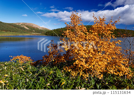 紅葉の吾妻連峰・鎌沼の風景 紅葉の吾妻連峰・鎌沼の風景 115131634
