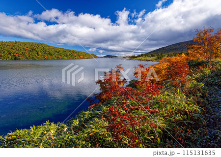 紅葉の吾妻連峰・鎌沼の風景 紅葉の吾妻連峰・鎌沼の風景 115131635