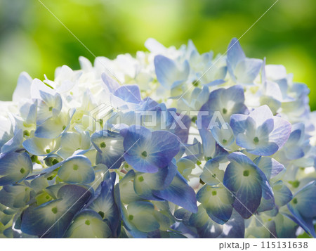 美しい紫陽花 美しい紫陽花 115131638