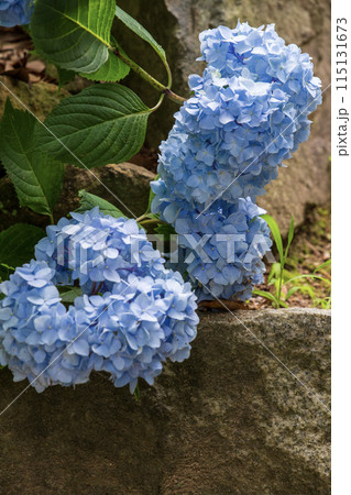 青い紫陽花 青い紫陽花 115131673