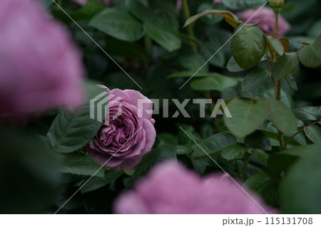満開の薔薇 Kinda Blue 115131708