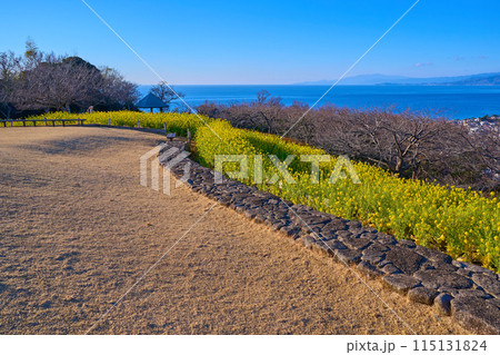 春の神奈川県中郡二宮町の吾妻山公園展望台から南の眺望(相模湾,伊豆半島の山々など) 春の神奈川県中郡二宮町の吾妻山公園展望台から南の眺望(相模湾,伊豆半島の山々など) 115131824