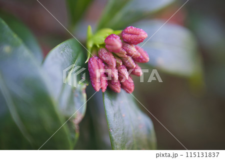 沈丁花の蕾、花開き香るまでの眠り。花言葉は「永遠」「不死」「不滅」「栄光」、常緑の輝かしさ。 115131837