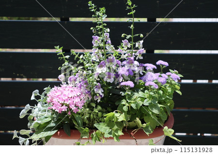 パステルカラーの花の寄せ植え パステルカラーの花の寄せ植え 115131928