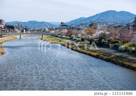 春の鴨川 春の鴨川 115131986