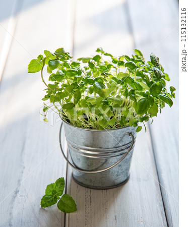 grown micro-green basil in a metal jar on a white wooden background. grown micro-green basil in a metal jar on a white wooden background. 115132116