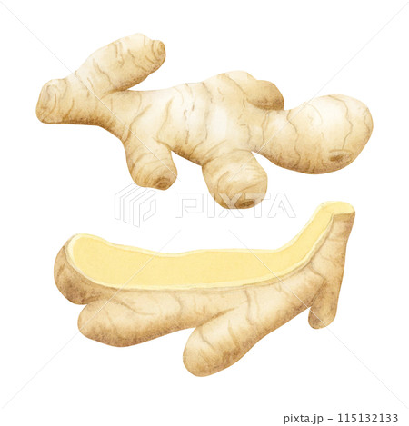 Simple ginger roots watercolor illustration set isolated on white background. Cooking spicy vegetable whole and cut for kitchen designs, cookbooks and organic products package 115132133