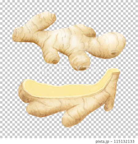 Simple ginger roots watercolor illustration set isolated on white background. Cooking spicy vegetable whole and cut for kitchen designs, cookbooks and organic products package 115132133