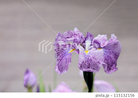 色とりどりに咲き人々の心を癒し続ける菖蒲の花たち 115132156