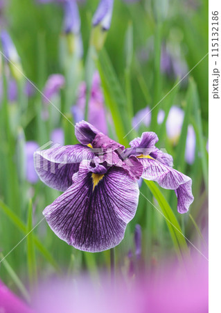 色とりどりに咲き人々の心を癒し続ける菖蒲の花たち 115132186