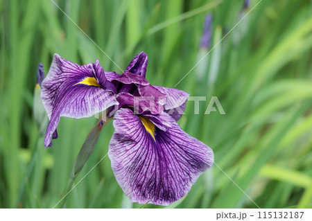 色とりどりに咲き人々の心を癒し続ける菖蒲の花たち 115132187