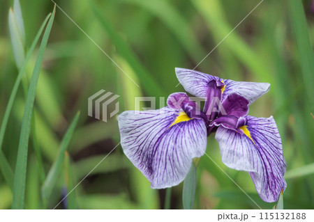 色とりどりに咲き人々の心を癒し続ける菖蒲の花たち 115132188