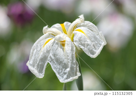 色とりどりに咲き人々の心を癒し続ける菖蒲の花たち 色とりどりに咲き人々の心を癒し続ける菖蒲の花たち 115132305