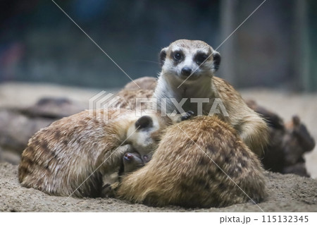 The meerkat is stay with group and rest The meerkat is stay with group and rest 115132345