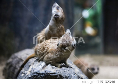 The meerkat is stay with group and rest The meerkat is stay with group and rest 115132346
