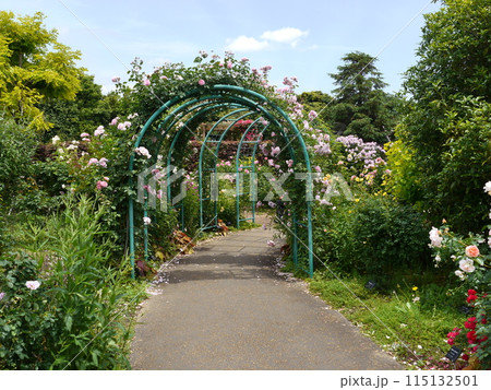 薔薇のトンネル(花菜ガーデン) 薔薇のトンネル(花菜ガーデン) 115132501