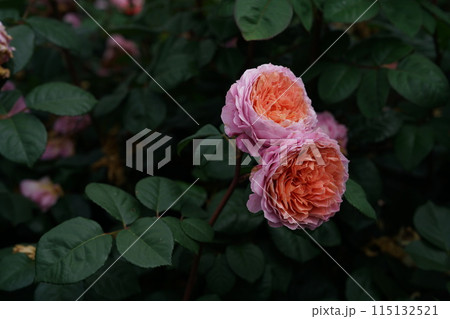 満開の薔薇 Eisvogel 115132521