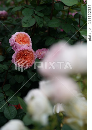 満開の薔薇 Eisvogel 115132522