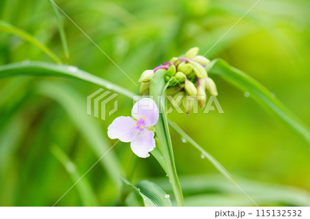 薄紫色のツユクサ 115132532