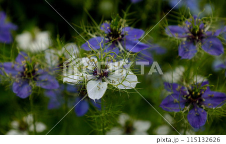 幻想的な風景：一重のニゲラの白と青の花 115132626