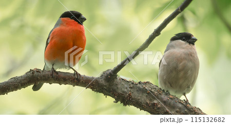 Male and female of bullfinches are perching on a tree branch 115132682