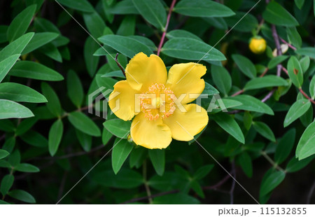 キンシバイ 115132855