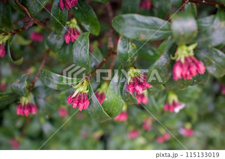 沈丁花の蕾が雨に濡れ開き始める。花言葉は「永遠」「不死」「不滅」「栄光」、常緑の輝かしさ。 沈丁花の蕾が雨に濡れ開き始める。花言葉は「永遠」「不死」「不滅」「栄光」、常緑の輝かしさ。 115133019