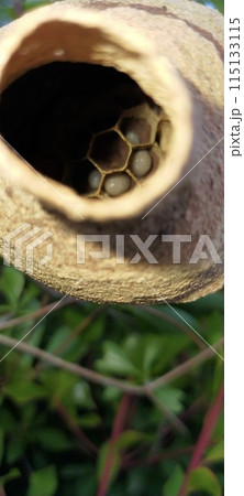 庭で見つけたコガタスズメバチの巣 庭で見つけたコガタスズメバチの巣 115133115