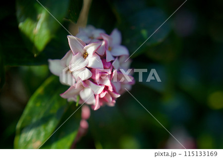 沈丁花の花が開き、辺り一面を甘く香らす。花言葉は「永遠」「不死」「不滅」「栄光」、常緑の輝かしさ。 115133169