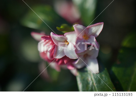 沈丁花の花が開き、辺り一面を甘く香らす。花言葉は「永遠」「不死」「不滅」「栄光」、常緑の輝かしさ。 115133193