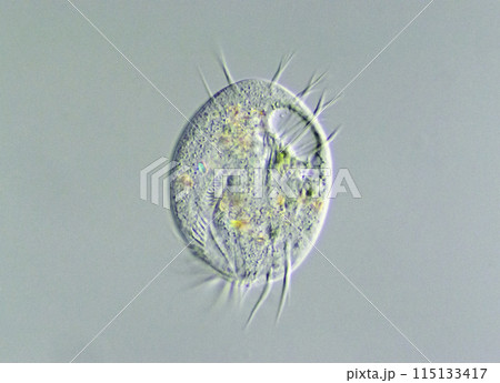 繊毛虫 ユープロテス 繊毛虫 ユープロテス 115133417