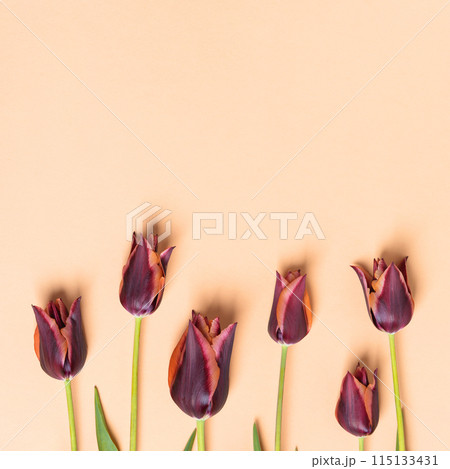 Spring flower of burgundy tulips on beige background with a place for text. Flat lay, copy space. Spring concept 115133431