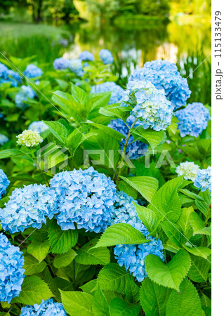 青い紫陽花 青い紫陽花 115133479