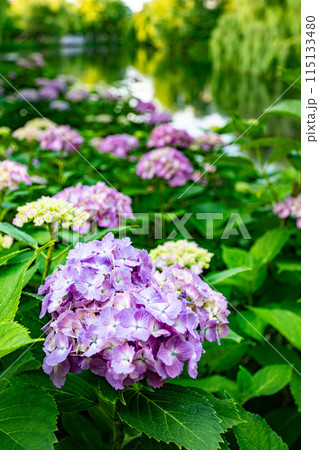 公園に紫色のアジサイの花が咲く 公園に紫色のアジサイの花が咲く 115133480